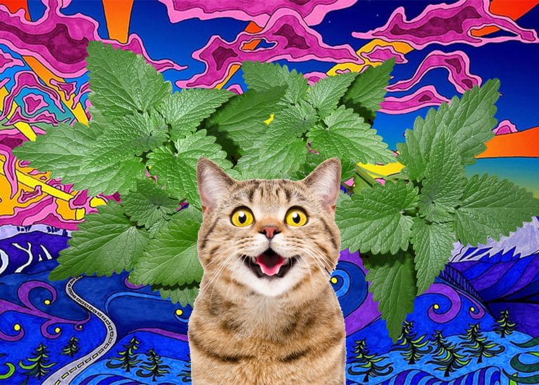Microdosing Cat Nip Deemed Effective In Preventing Insane Behavior of Cats